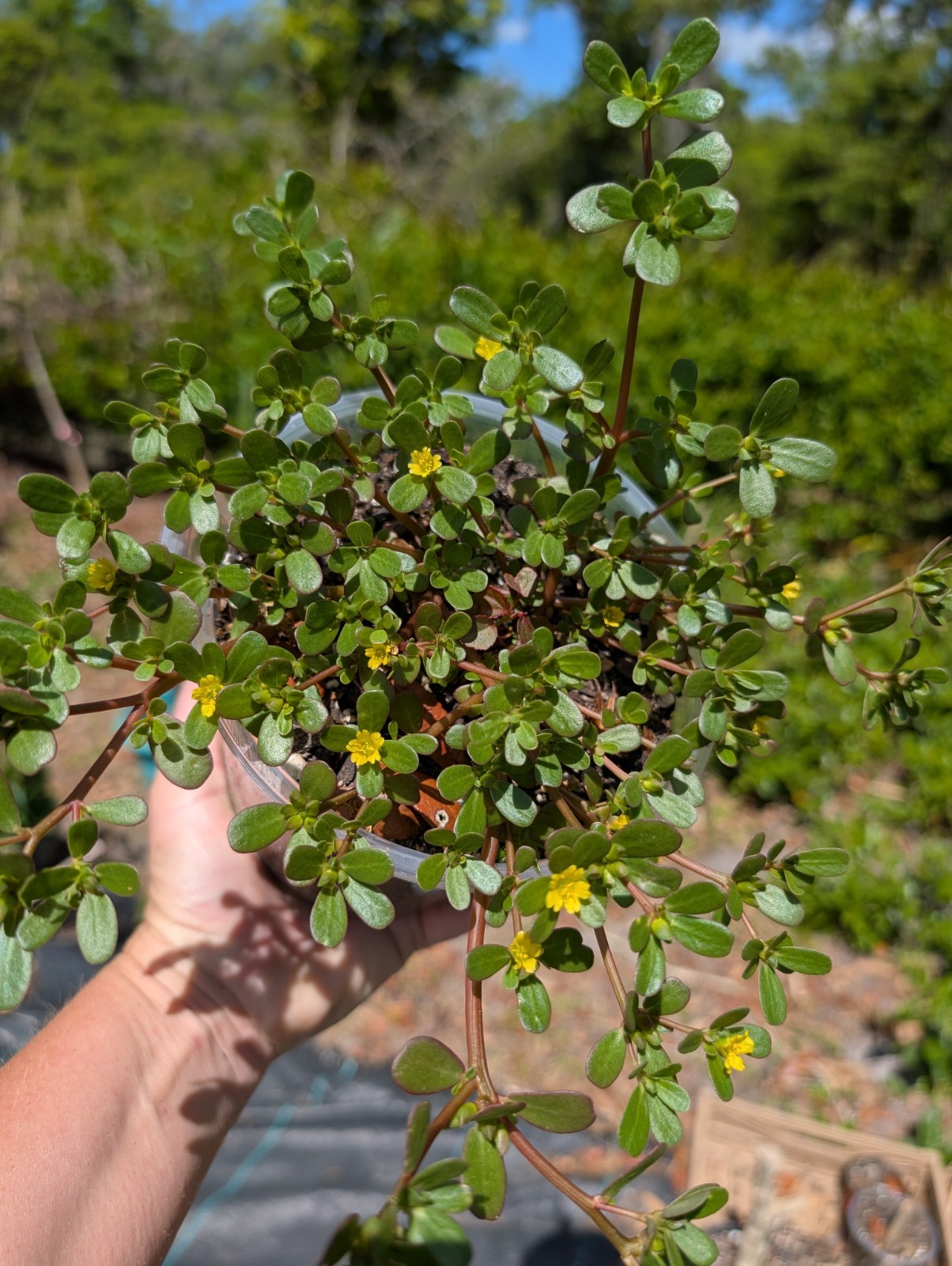 5 x Portulaca Oleracea Live Rooted PlantsYellow Flowers Groundcover Purslane