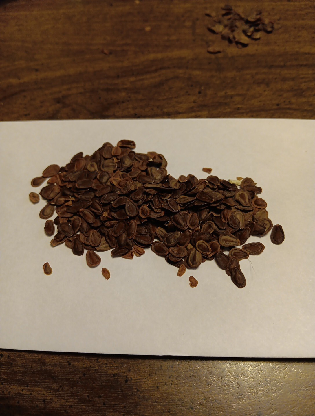 300 Common Milkweed Seeds Great for Monarchs