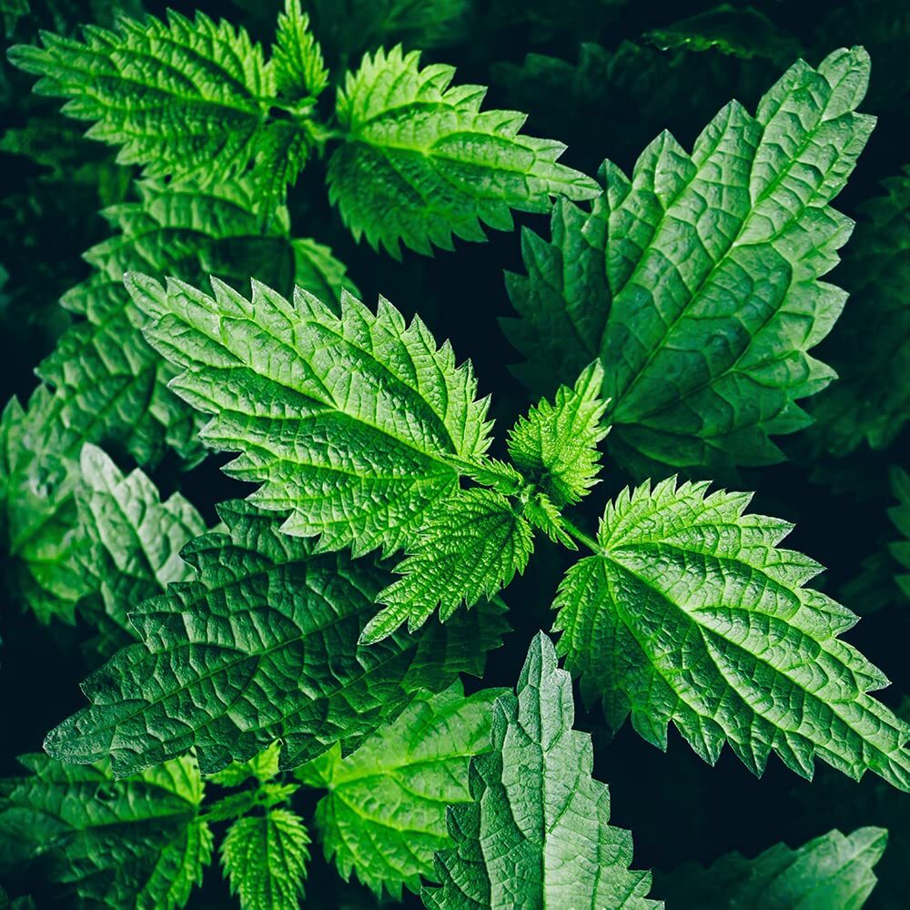 Organic Stinging Nettle Plant, Urtica dioica – Live Plant in 3″ Pot – Survival