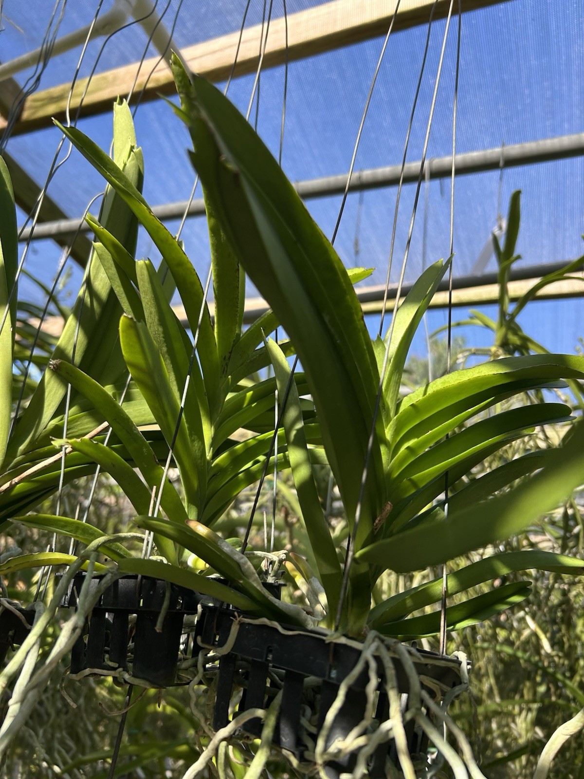 Vanda. Suwannaphum BlueFinch ￼BS orchid