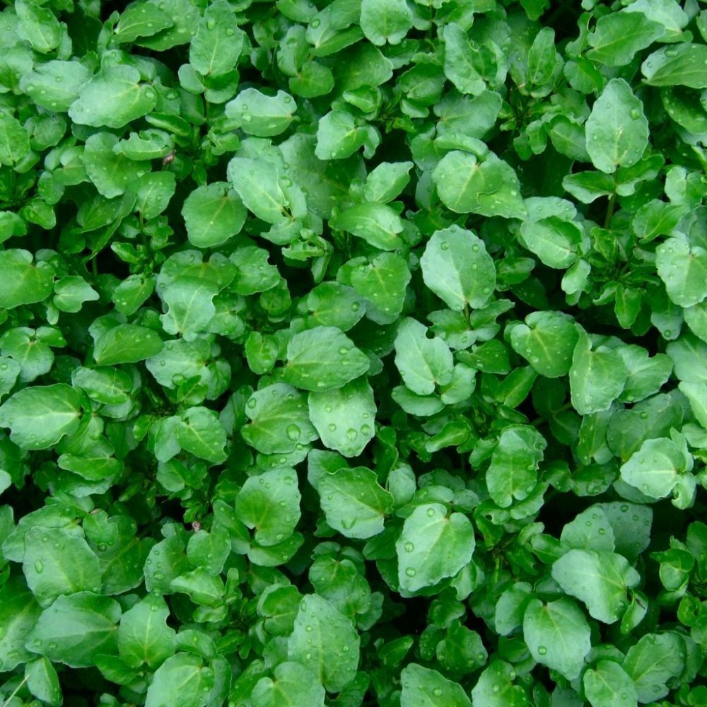 500+Watercress Seeds True Watercress Chinese Watercress Supperfood Microgreen US