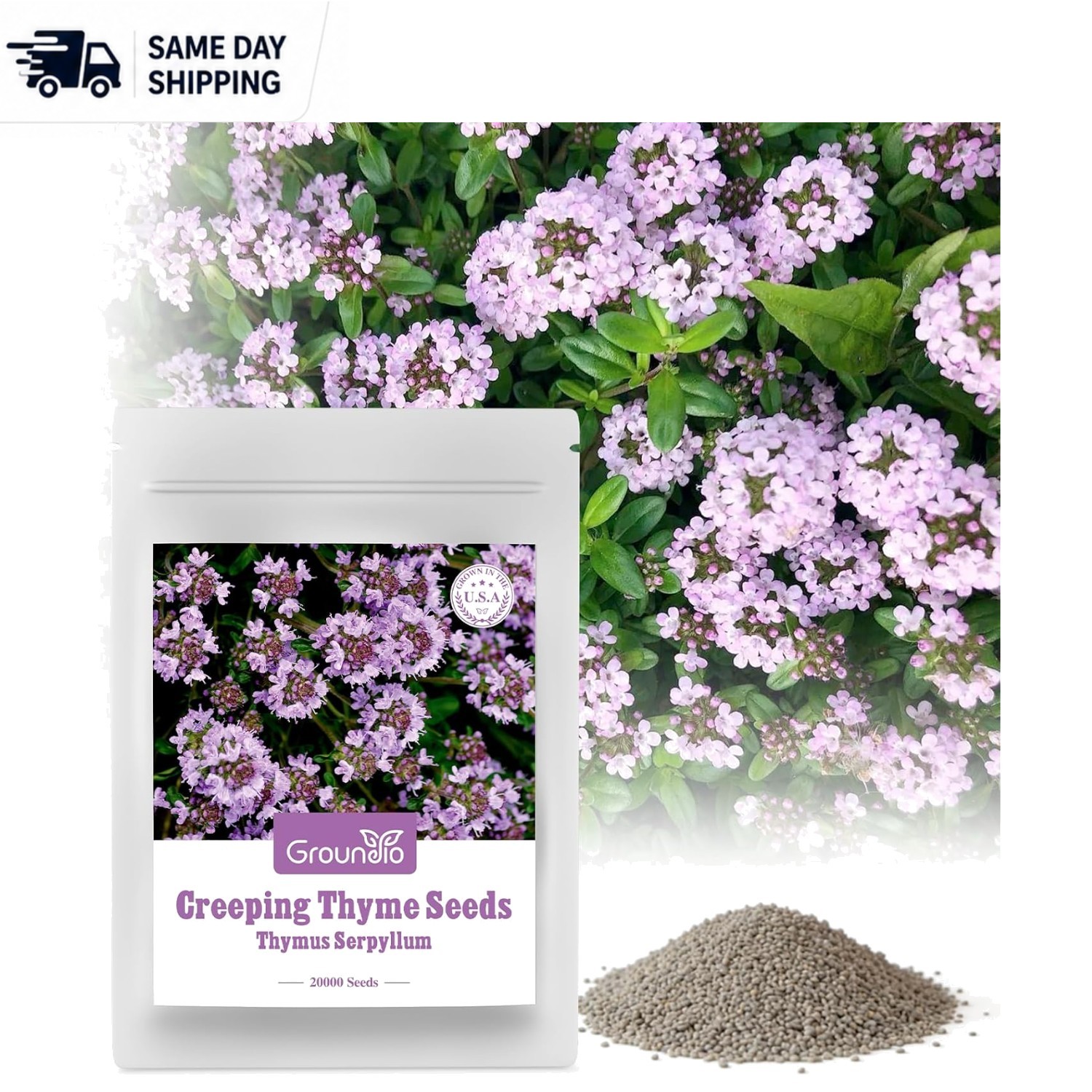 Enhance Your Garden with 20000+ Creeping Thyme Seeds – Fragrant & Easy to Grow