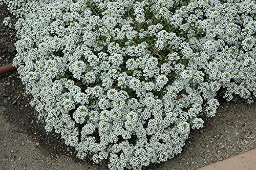 Dirt Goddess Super Seeds Alyssum Sweet Tall Flower Seeds 1 Lb Lobularia