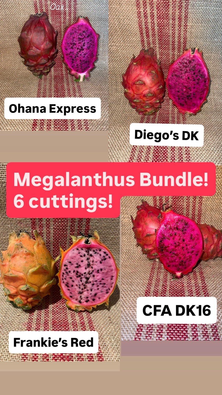 MEGALANTHUS Bundle, Diego’s DK, Desert weed, Frankie’s Red, Ohana Express, DK!!!