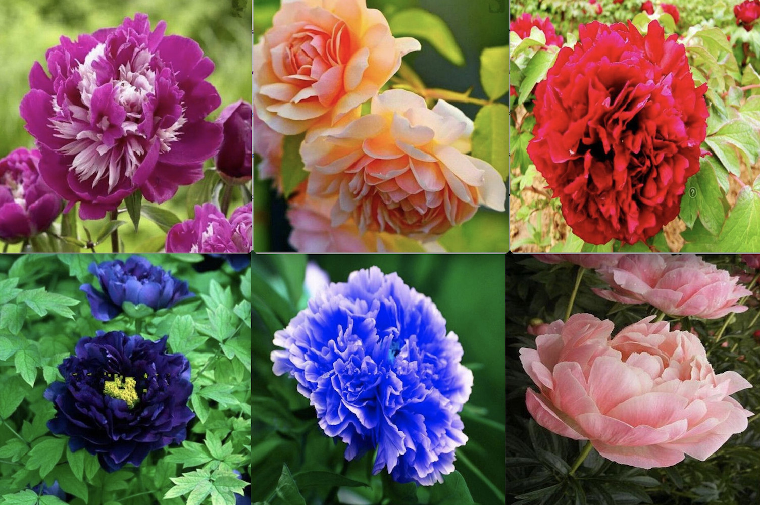 20 PEONIES FLOWER SEEDS rare exotic blossom bloom house plant garden germination