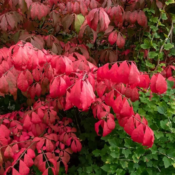 2 Burning Bush Live Plants – 12″+ Tall – No Pot – Deciduous Shrub – Zones 3-8