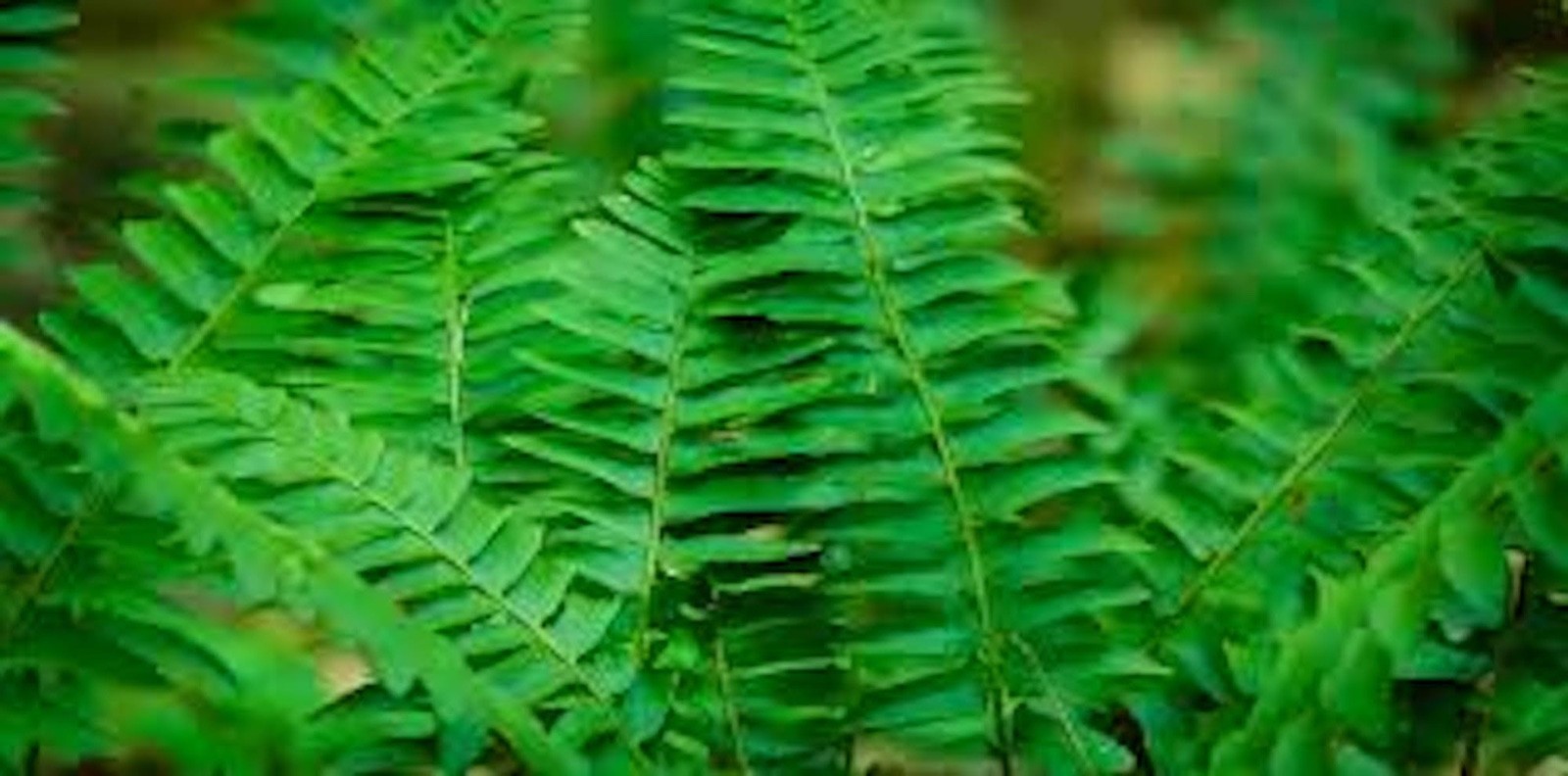 3 Christmas Fern Roots Polystichum Acrostichoides Bare Root