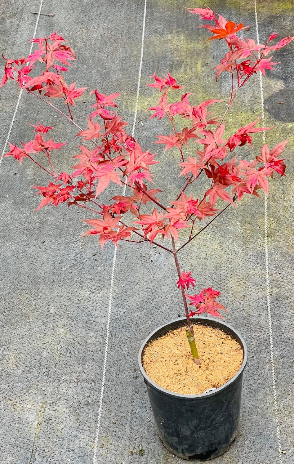 Acer palmatum ‘Noel’ (Noel Japanese Maple) Rare!