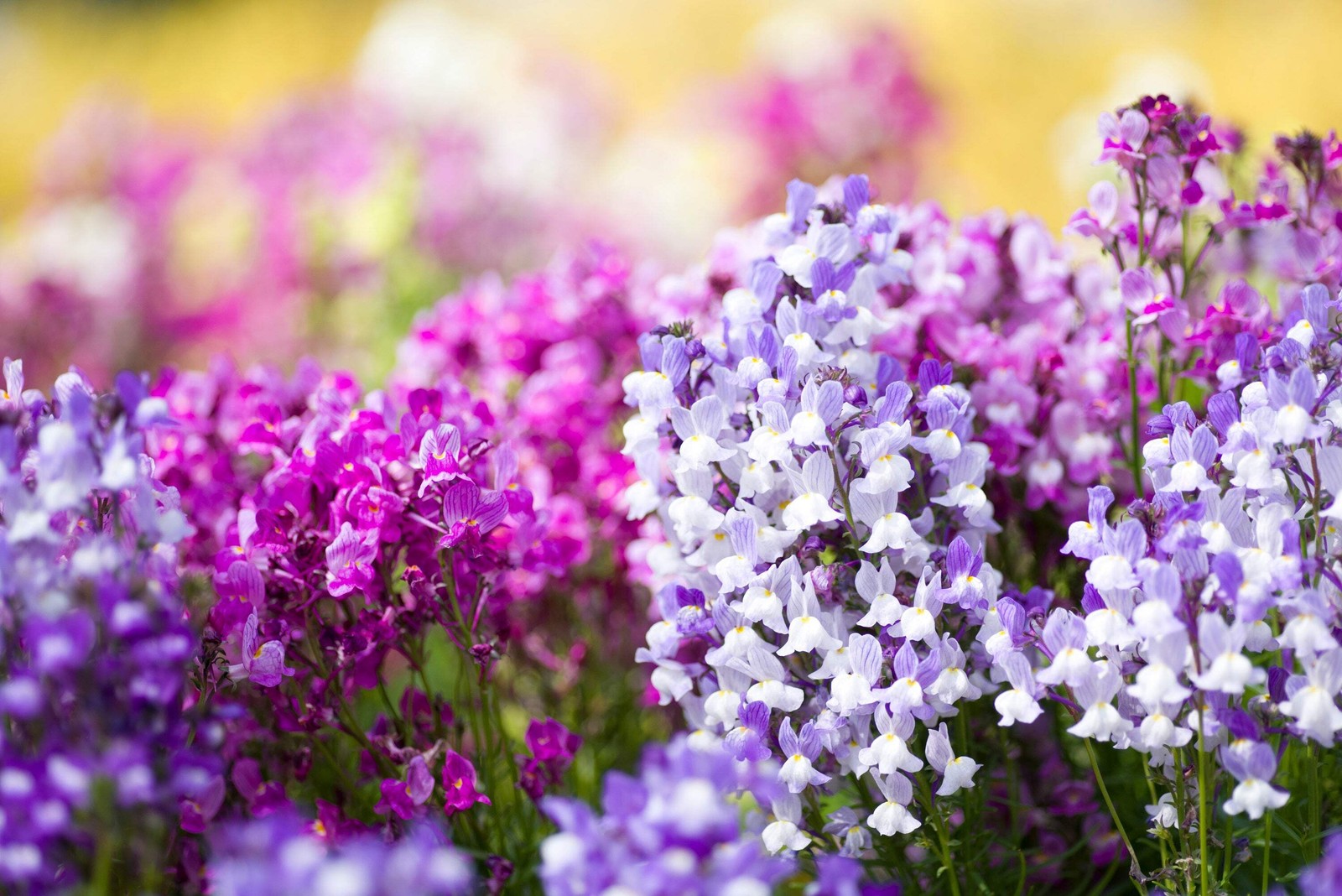 2000 NORTHERN LIGHTS Mix SNAPDRAGON Linaria Maroccana Flower Seeds