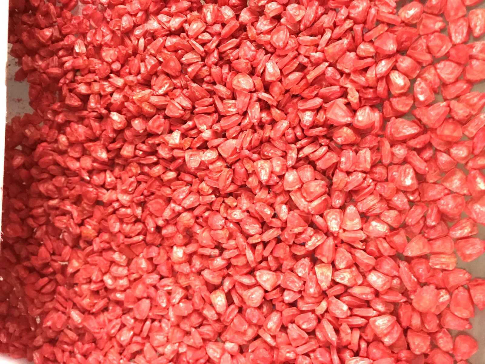 G90 Delicious Hybrid Sweet Corn Seed Bicolor Treated 350 Seeds, 4oz. 95% Germ.
