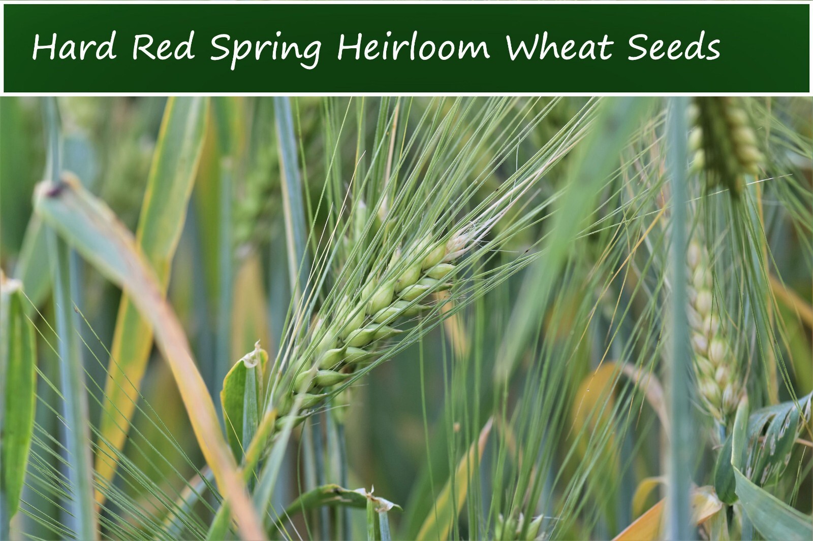 Hard Red Winter Heirloom Wheat – 100 Seeds Garden Stater Pack -See Description