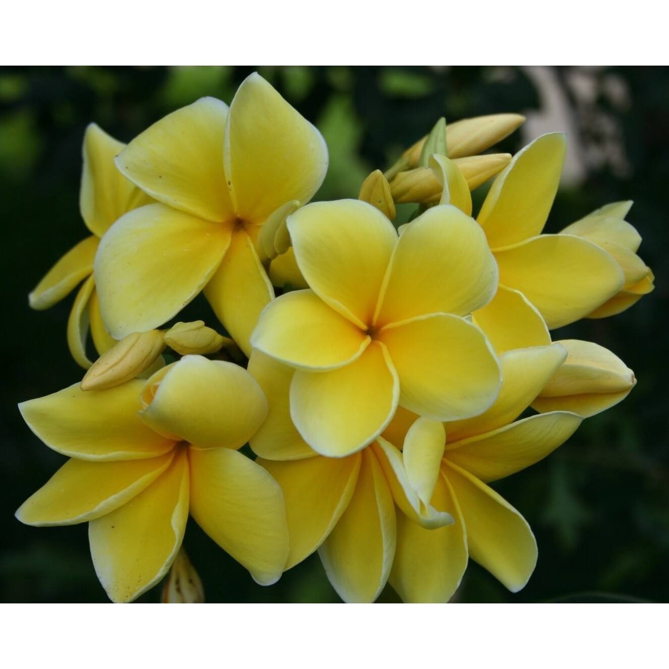 Plumeria Plant Live Cutting – YELLOW – Hawaiian Tropical Indoor Outdoor Plant