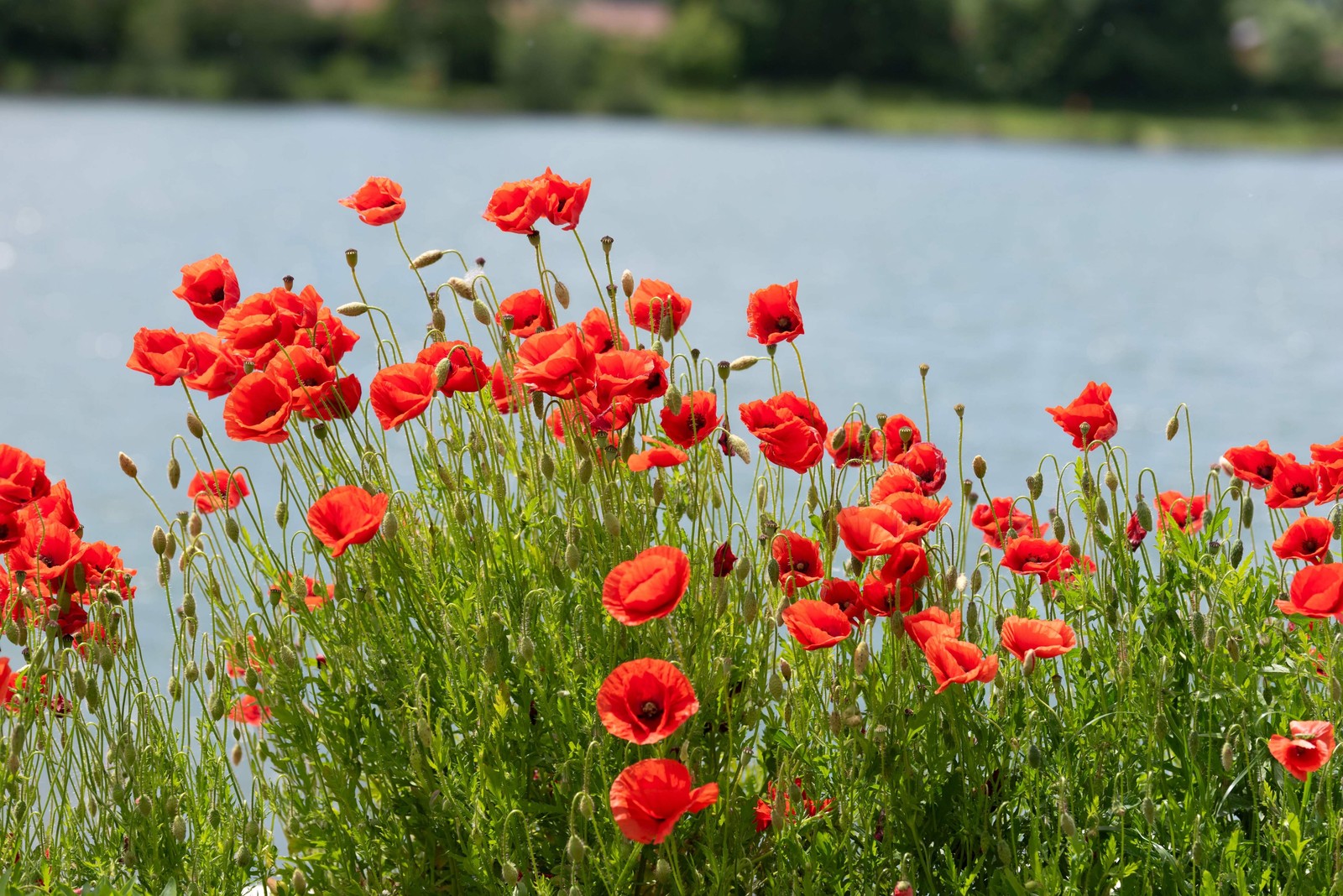 1000 Red AMERICAN LEGION POPPY Corn Shirley Flanders Papaver Rhoeas Flower Seeds