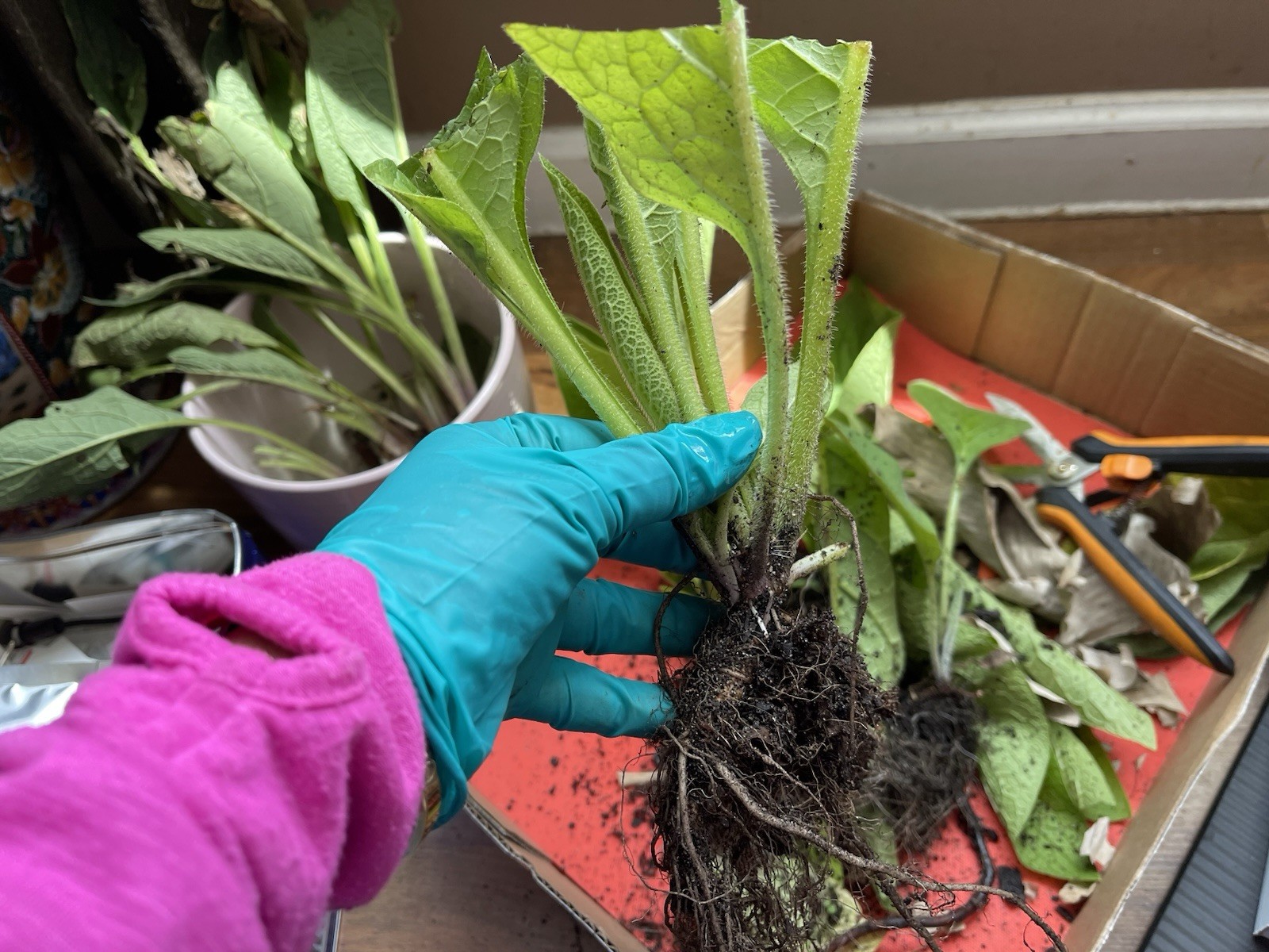 Russian Comfrey Bocking #14, (5) matured Root Cuttings or 1 Established plant