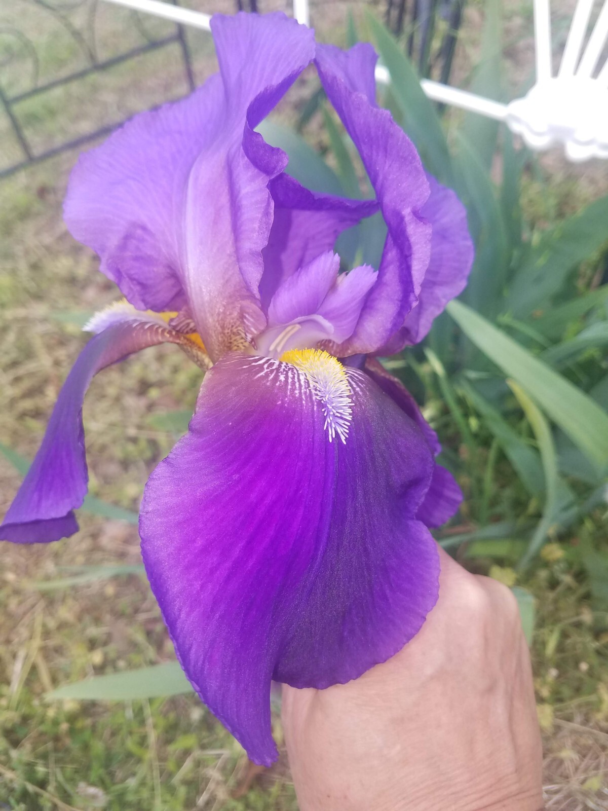 5 MIXED VARIETIES IRIS Rhizomes FREE SHIPPING