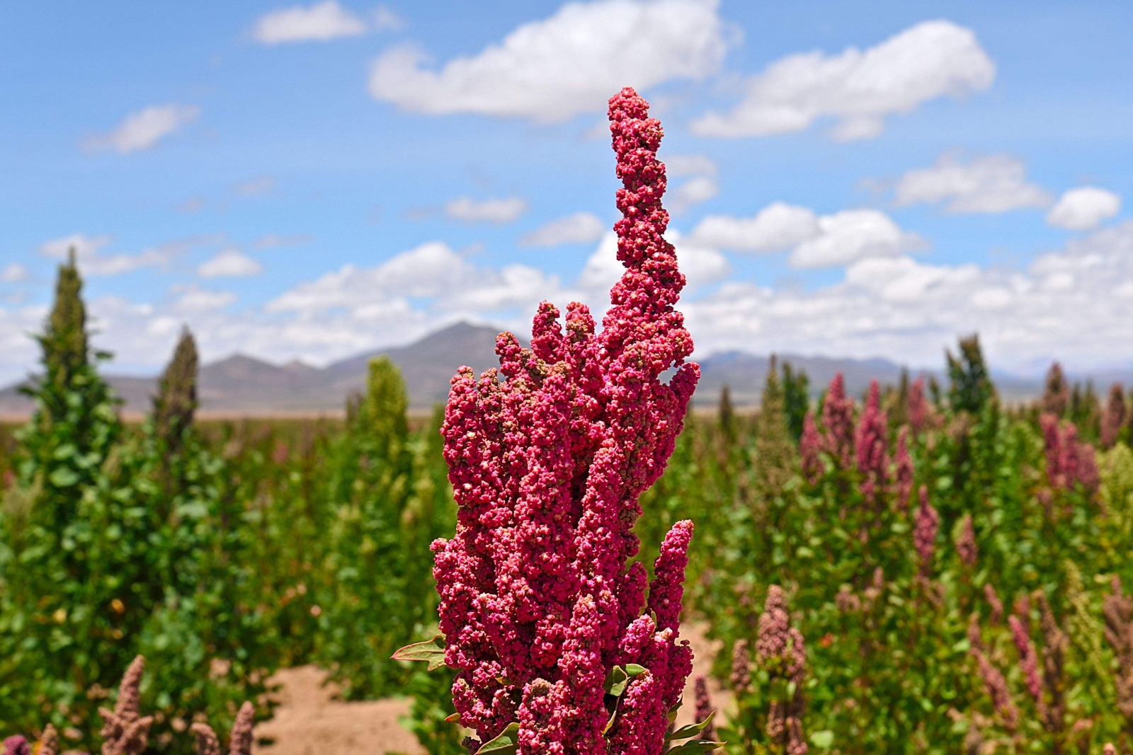 100 Organic RED HEAD QUINOA Grain Chenopodium Quinoa Pink & Red – White Seeds