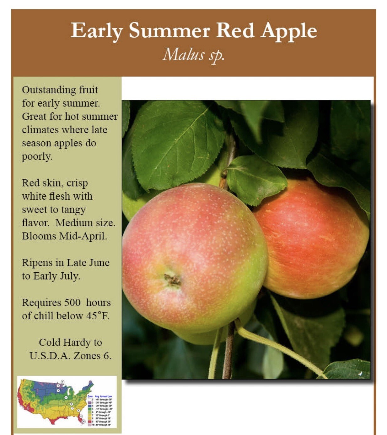 Early Summer Red apple tree grafted 5x5x12 inches pot size 1 year old