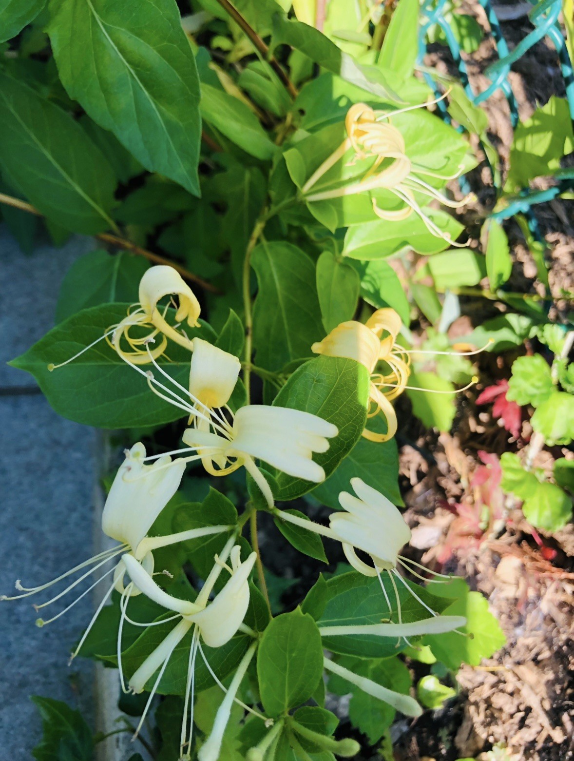 3 Yellow & White Honeysuckle Live Vines Starter Plants with Roots Fragrant !!