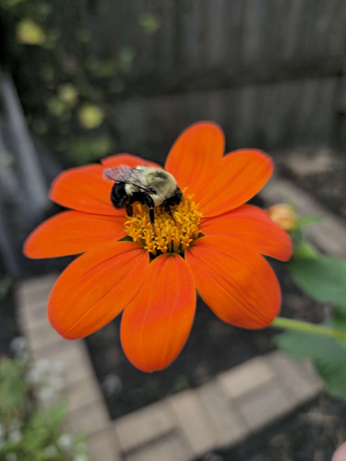 Mexican Torch Sunflower Seeds 15 Organic Seeds *Free Shipping*