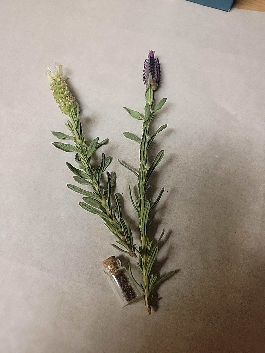 100 Mixed SPANISH LAVENDER Butterfly – Lavandula Stoechas Flower Herb Seeds