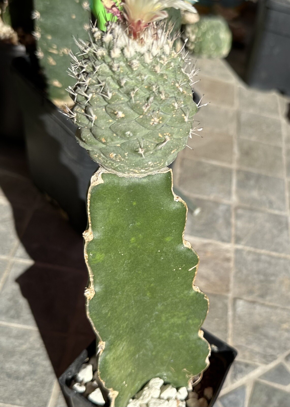 Strombocactus Disciformis, Grafted,7.0 Cm Diameter. Flowering Plant.
