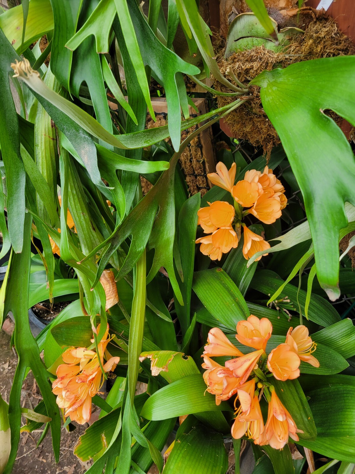 6 Mixed Clivia 3 leaf seedlings