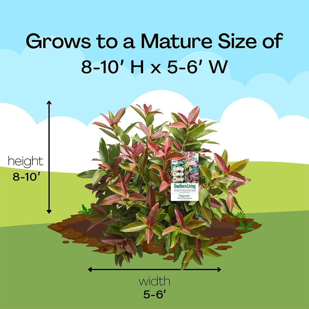 Southern Living 2 Gal. Copper Top Viburnum Shrub