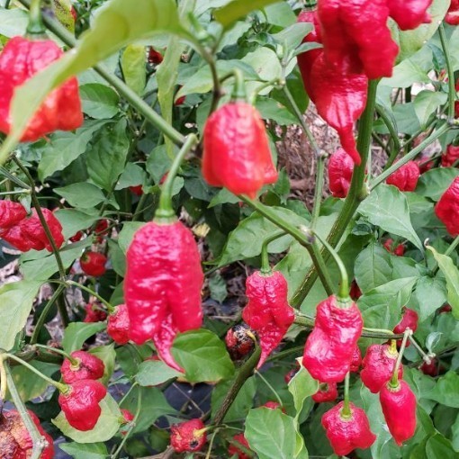 Carolina Reaper Seeds – Award Winner! Non-GMO. High Germ Rate! Monster Yield