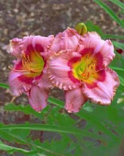 FANCIFUL CANDY Daylilies 2 fans Return and multiply yearly World’s Finest