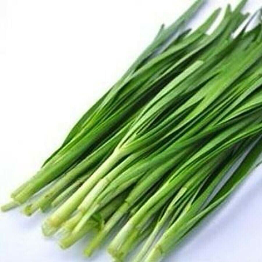 20 Organics Garlic Chives Live Plant Bare Roots Hardy Perennial Herb in USA