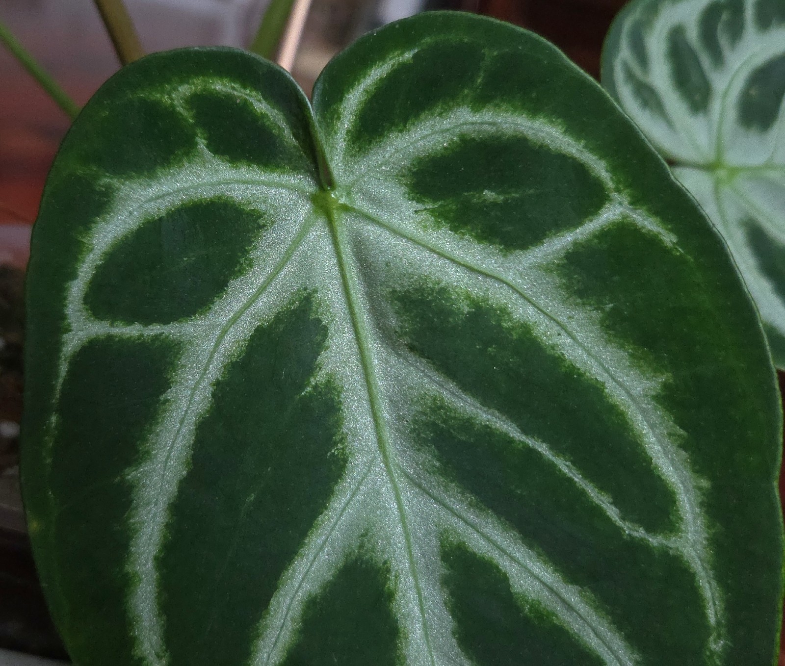 Rare XL Anthurium Dorayaki X Silver Blush 21″ Tall Not Philodendron Monstera