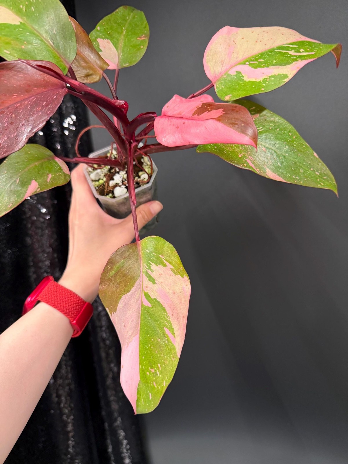 Philodendron Persimmon Princess Variegated, Exact Plant, US Seller