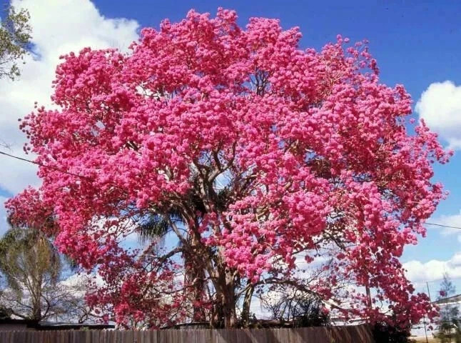 24”-36” Tabebuia Trumpet Tree-Tabebuia heterophylla-Rooted Starter Plant