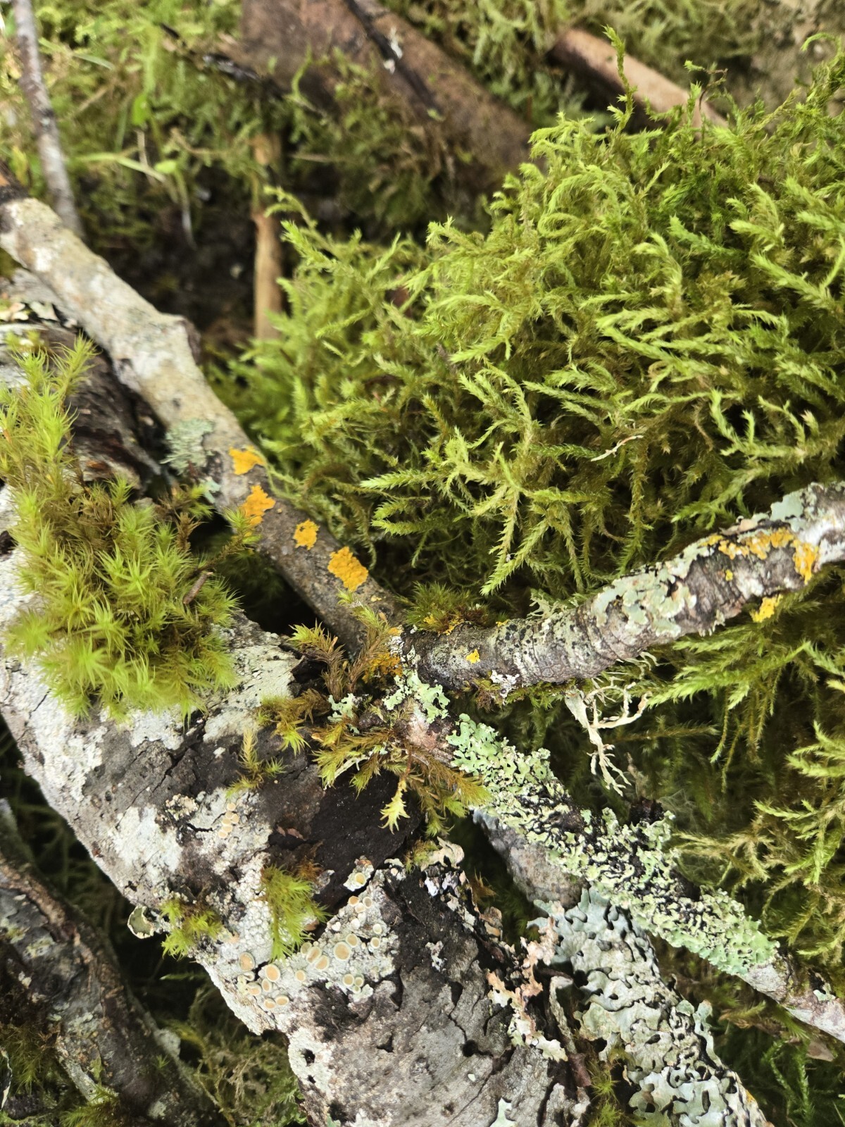 Live Moss & Lichen Sticks,Bark Pieces,Twigs~Fairy Garden,Terrarium,Isopods