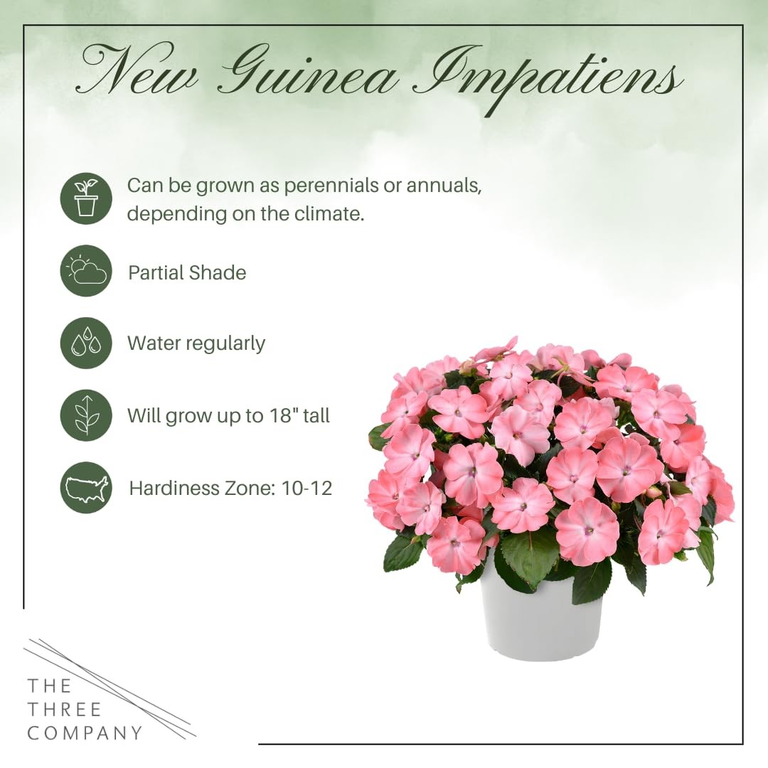 Live Flowering New Guinea Impatiens – Grower’s Choice Assorted Colors (3 Plants