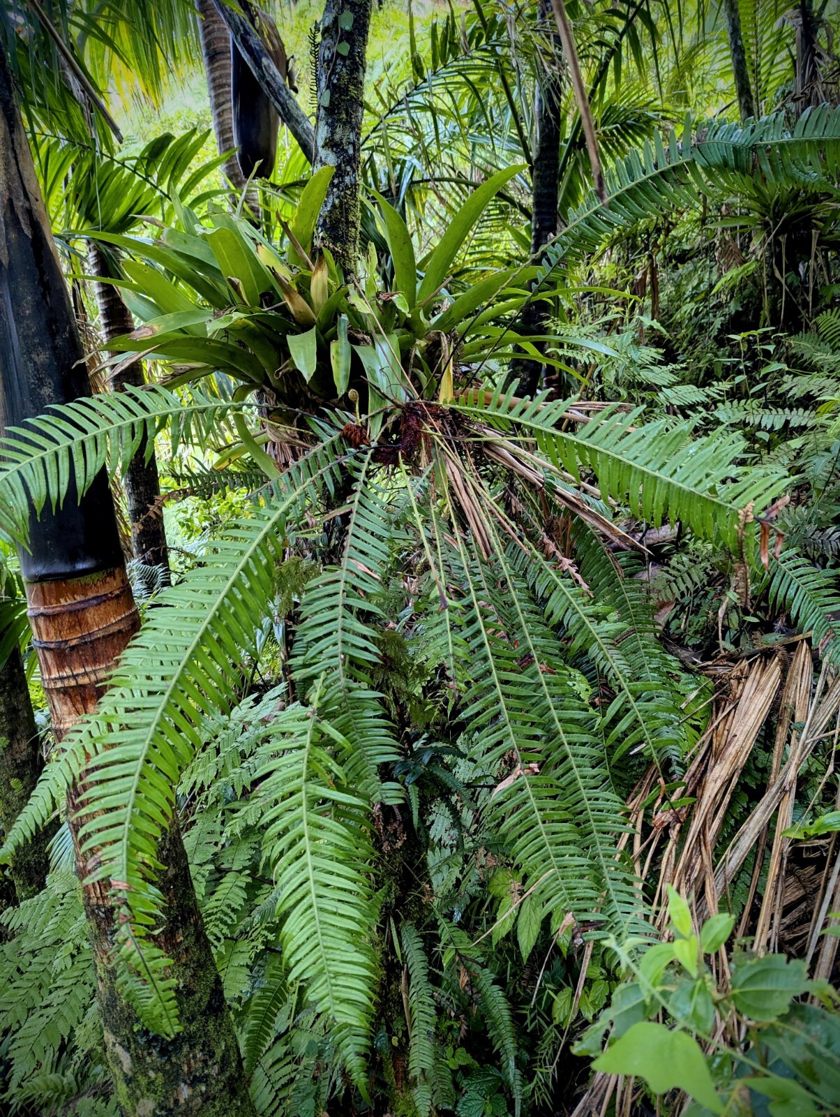 Mature 2 ft EX Rare Bare Rhizome: CLIMBING Blechnum Attenuatum Rare Unique fern