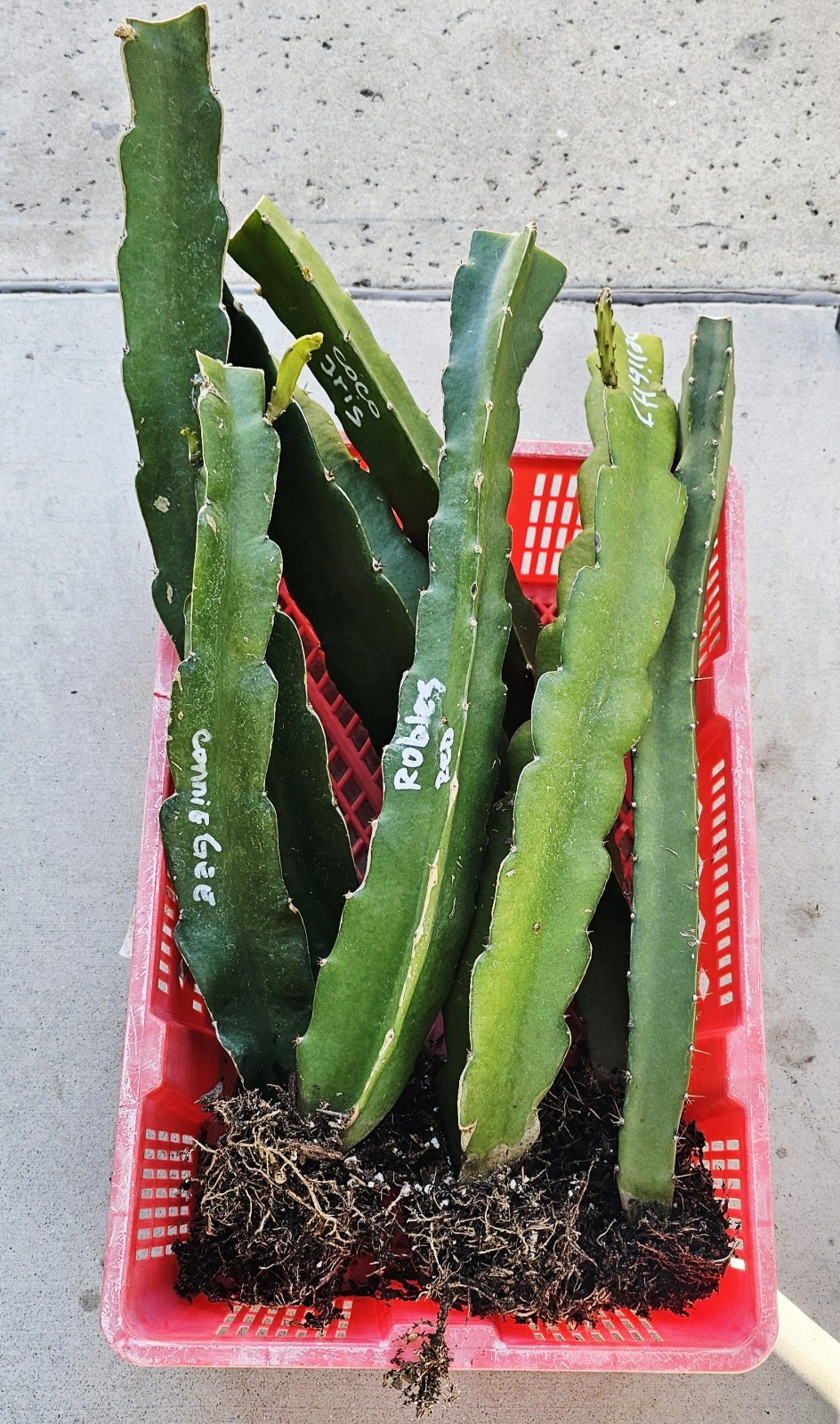 Rooted Dragon Fruit Cuttings (12 to 16 inches long) 20 Plus Varieties
