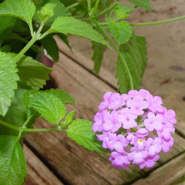 Live Trailing Lantana Plants Plugs Ready to Grow