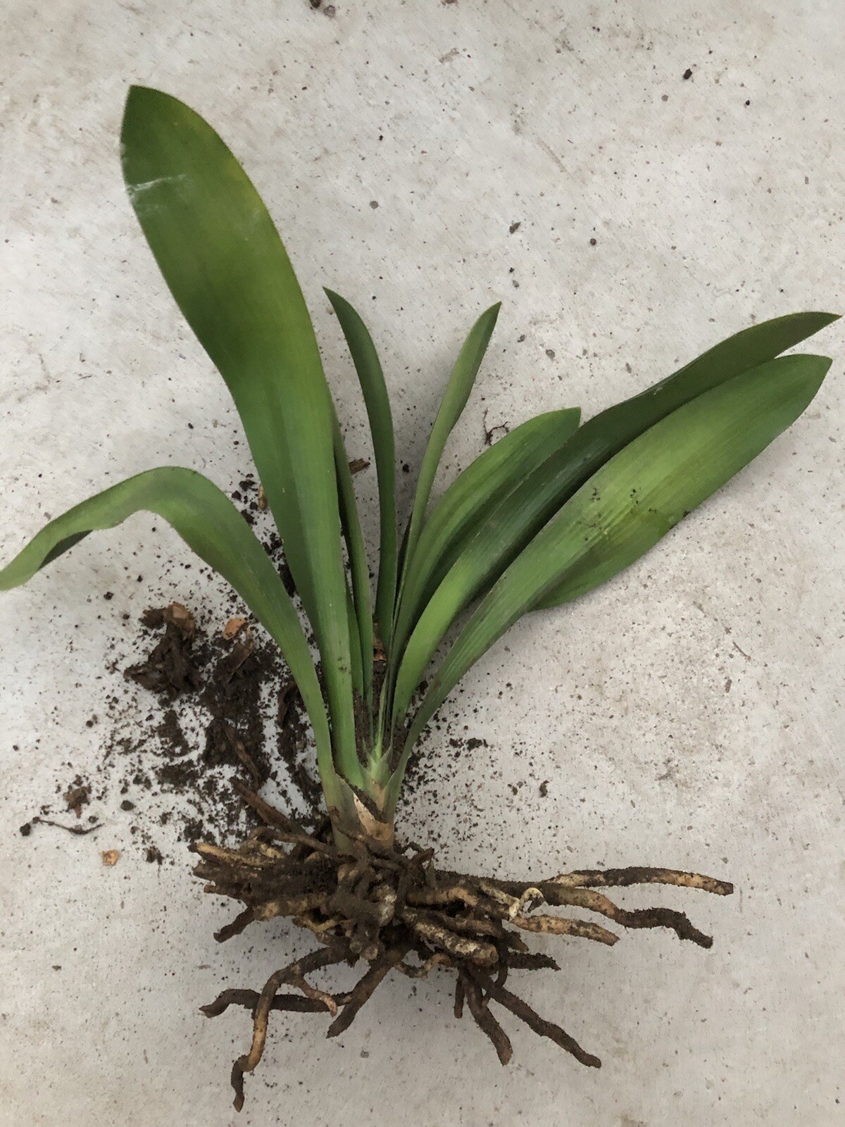 1 Clivia Miniata Bush Lily Bare Root Live Plant Orange Ready To Plant