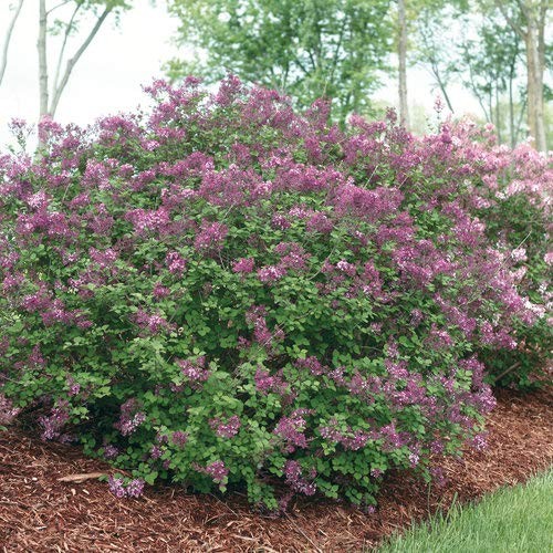 Proven Winners – Syringa x Bloomerang Dark Purple (Reblooming Lilac) Shrub, d…