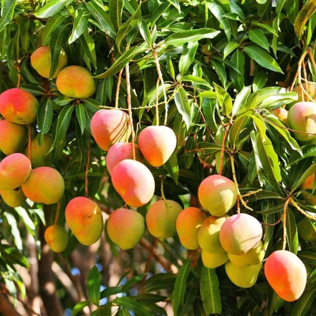 Grafted Mango (Mangifera ) Alphonso Live Fruit Tree (1-2 ft) Indica