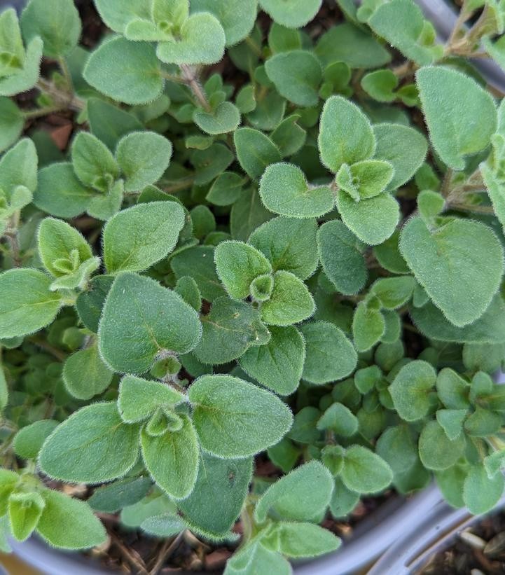 Hot & Spicy Mexican Oregano (Origanum vulgare) 12-16” Wow!