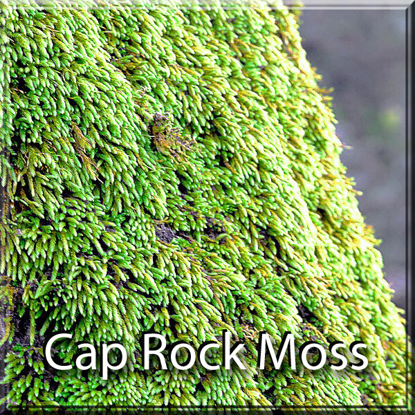 Premium Super Mix Fresh Live Moss Assortment Terrarium Fairy Garden Vivarium