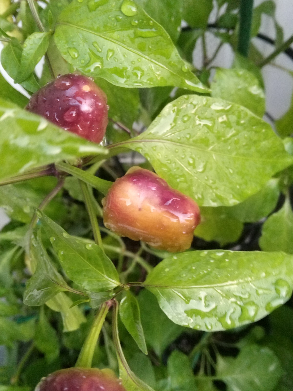 Purple Side Kick Pepper Seeds (Sweet &Spicy)