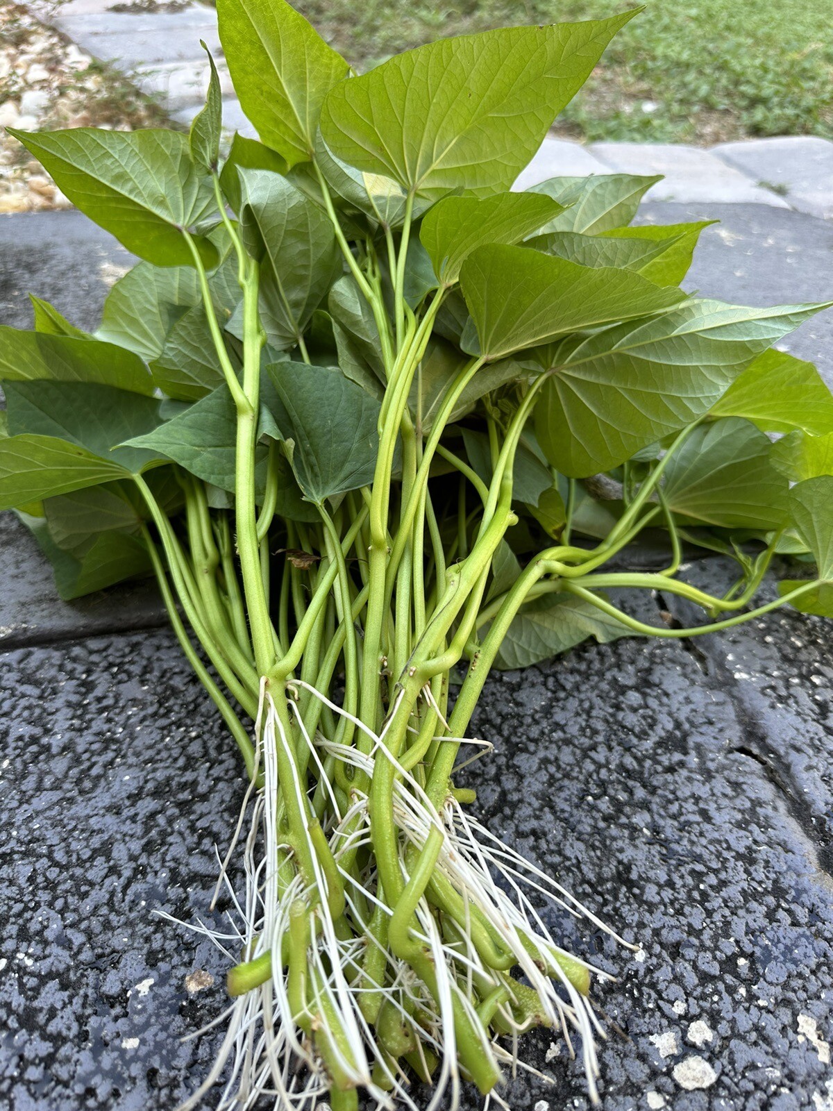 10 Okinawa Sweet Potato Slips- White And Purple Sweet Potato Slips – Khoai Lang