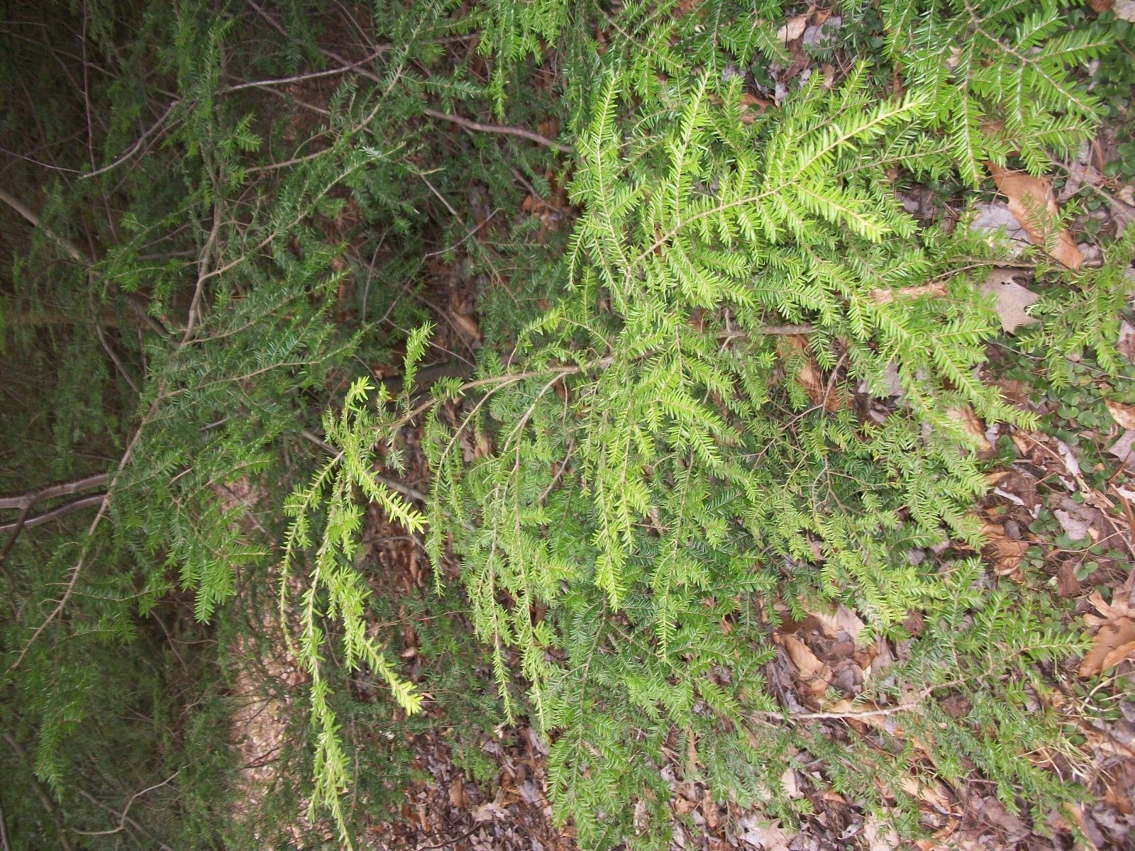 GEORGIA APPALACHIAN MOUNTAIN EASTERN HEMLOCK 2 FT FRESH STARTER TREE Qty-10