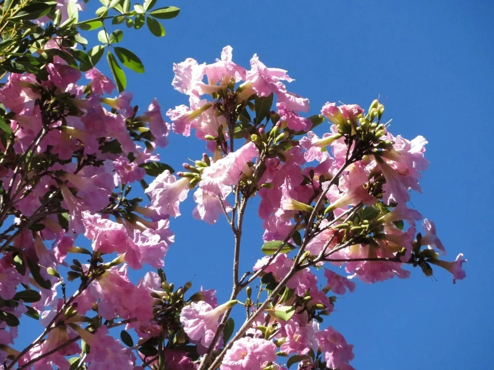 24”-36” Tabebuia Trumpet Tree-Tabebuia heterophylla-Rooted Starter Plant