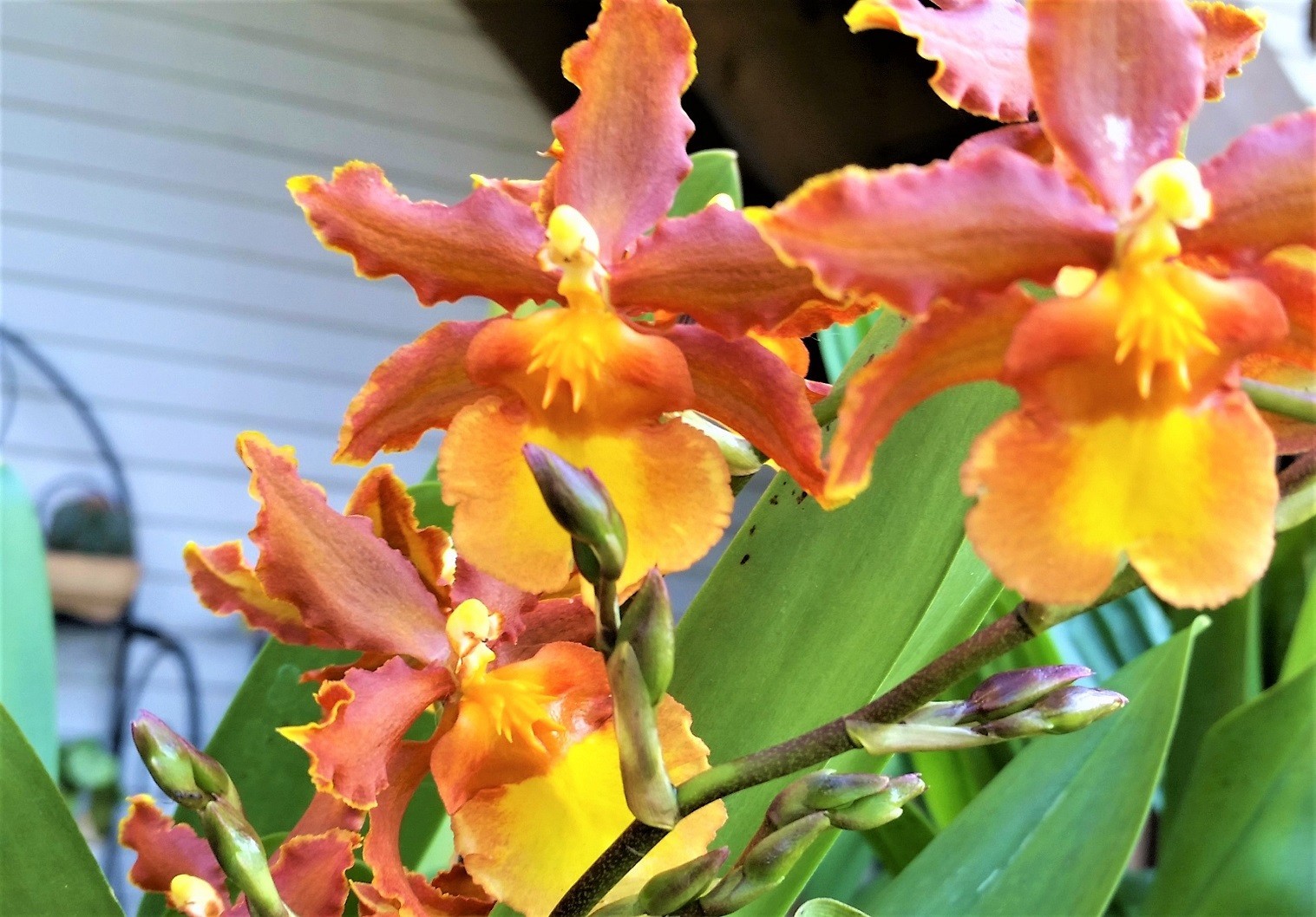 The Catatante ‘Sun King’ Orchid – Beautiful colorful blooms – Easy to grow !