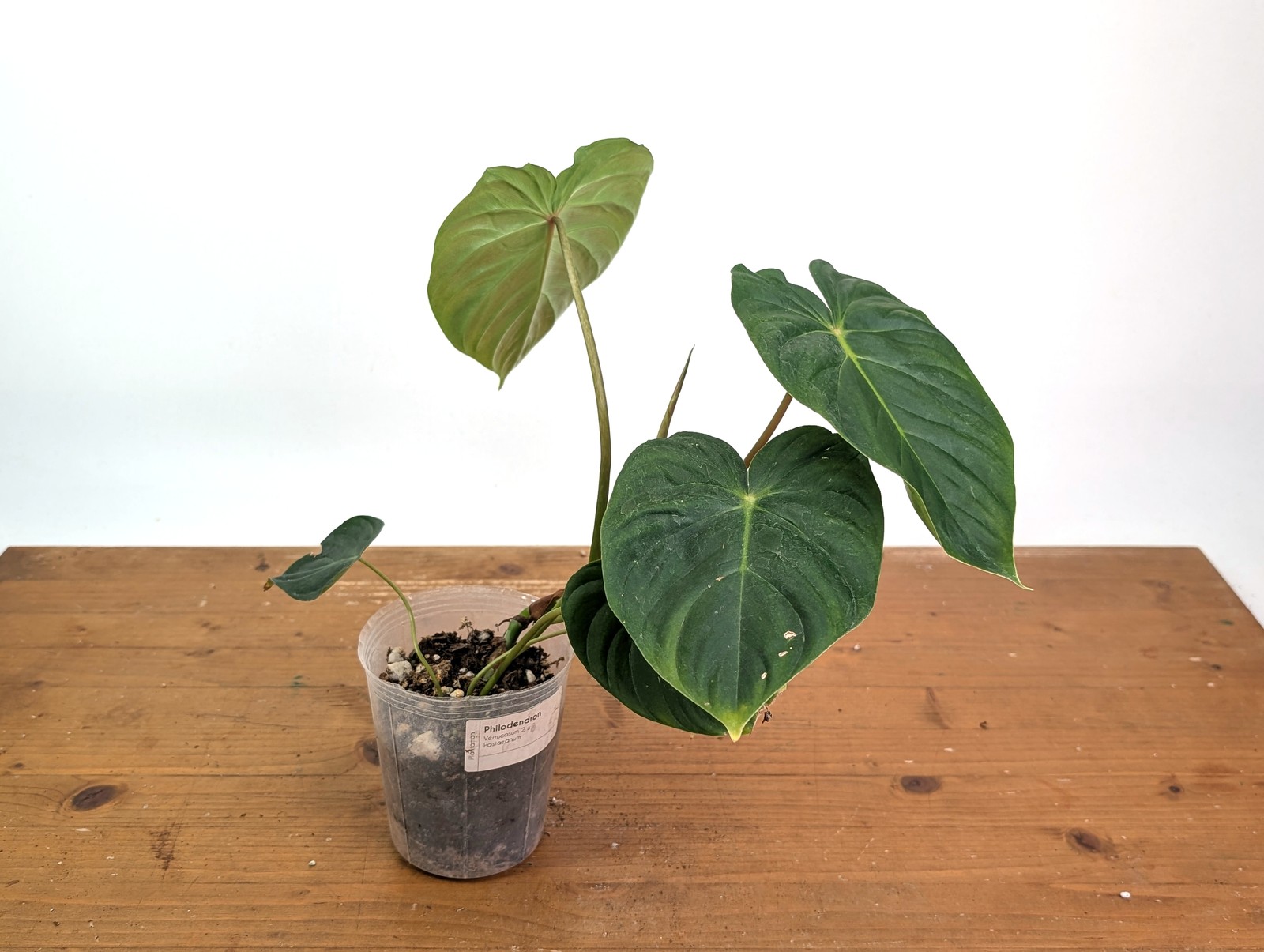 Philodendron Verrucosum 2 x Pastazanum