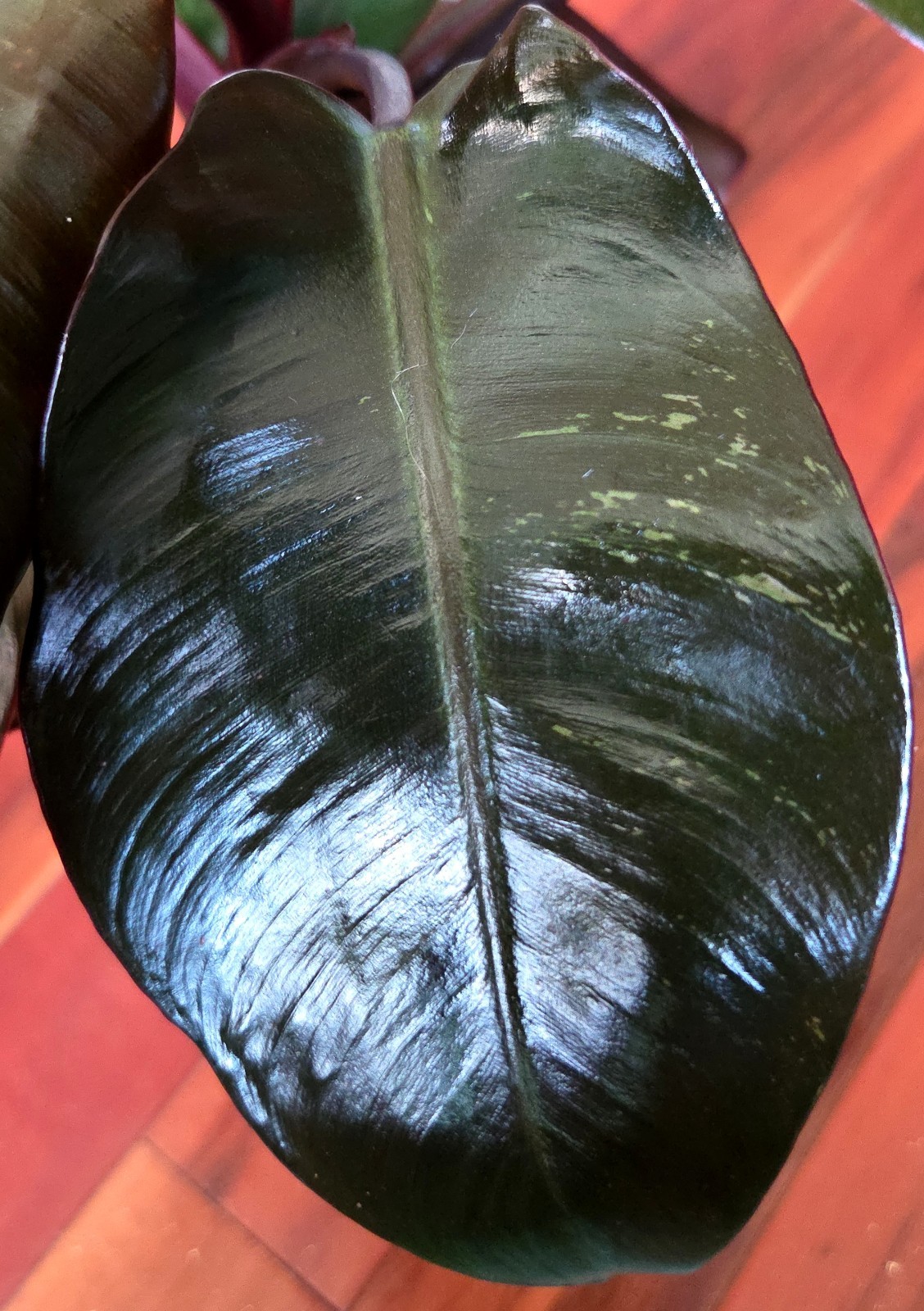 Rare Philodendron Variegated Black Cardinal 18″ Tall W/ Pups Aroid Not Monstera